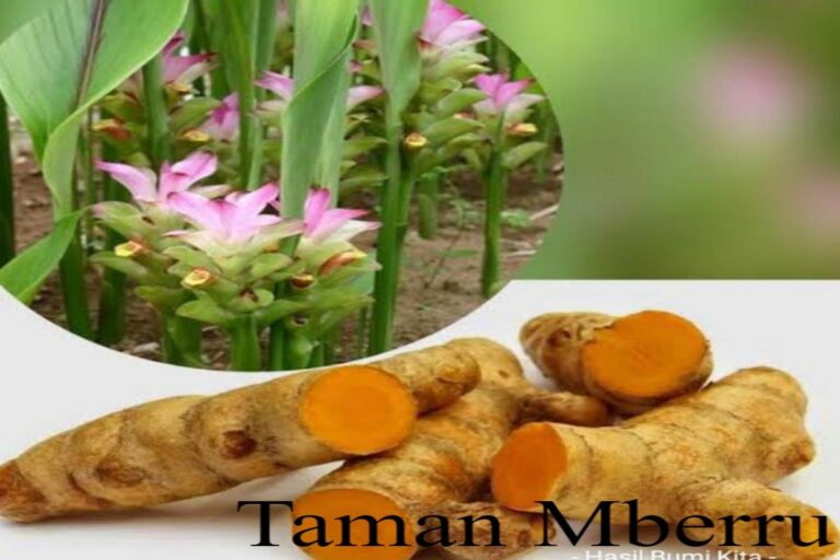 Manfaat Tanaman Obat Temulawak