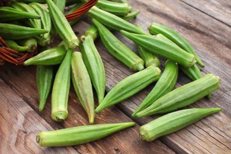 Manfaat Tanaman Okra Hijau