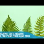 Manfaat Tanaman Paku
