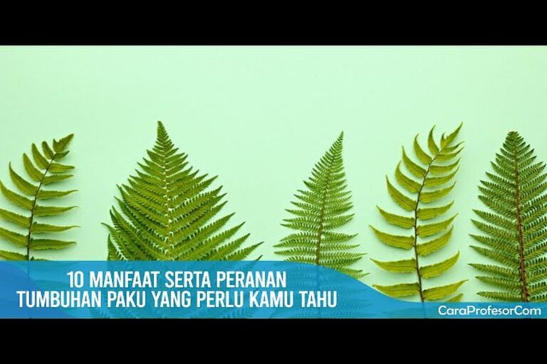 Manfaat Tanaman Paku