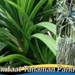 Manfaat Tanaman Pandan