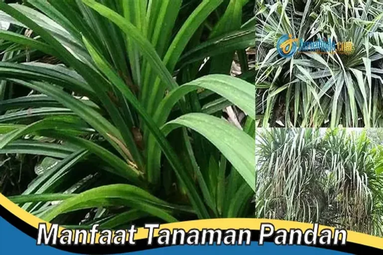 Manfaat Tanaman Pandan