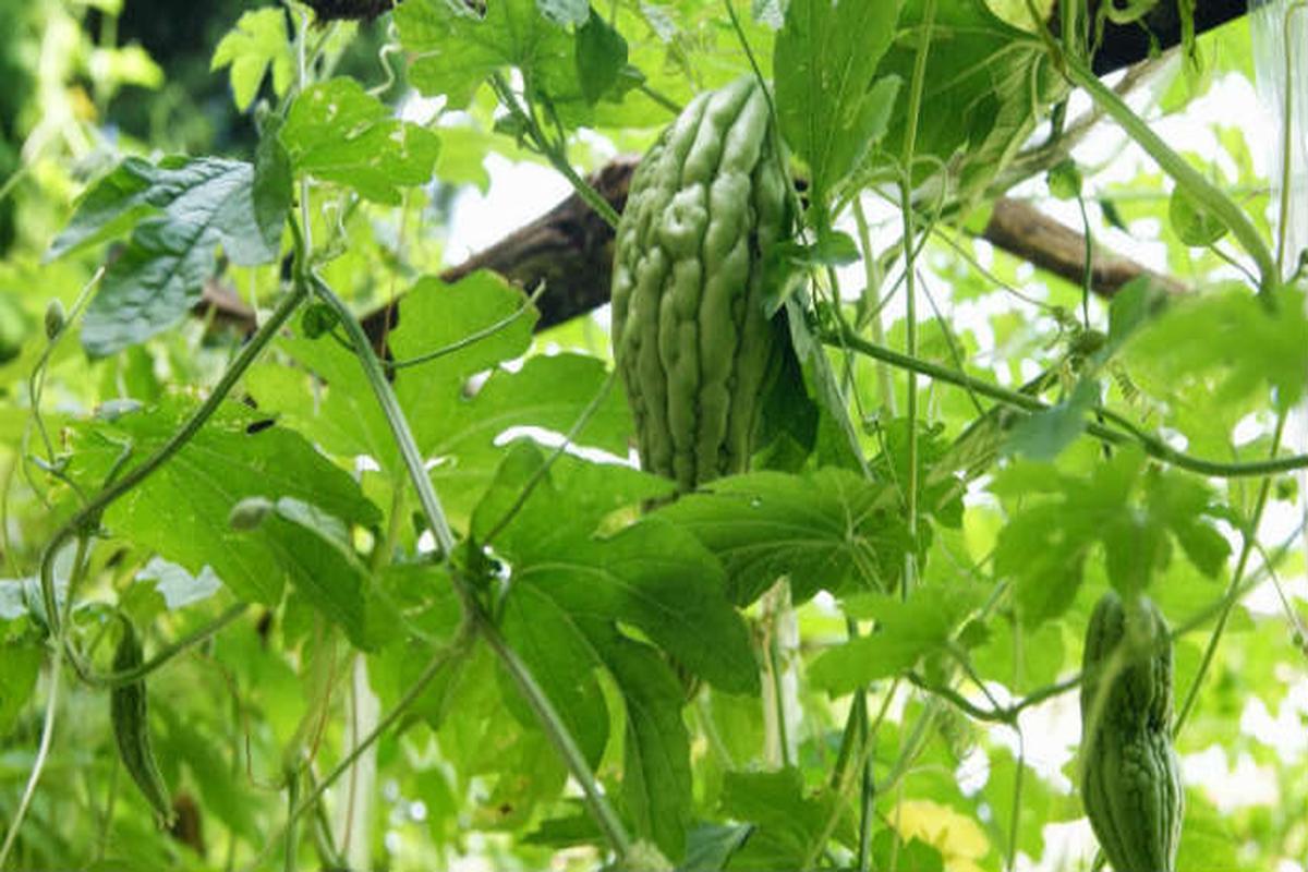 Manfaat Tanaman Pare
