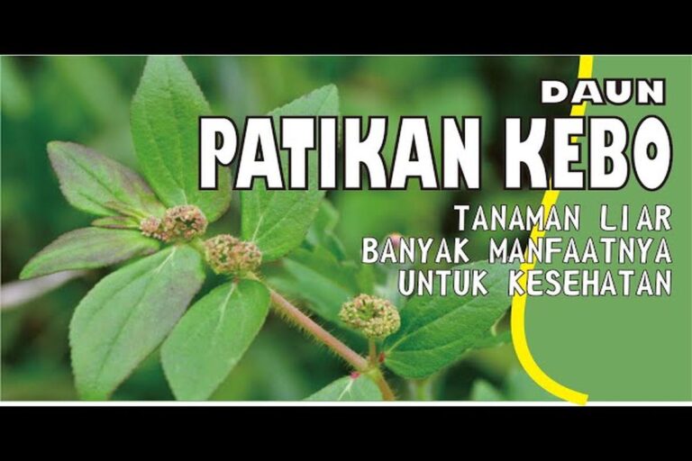 Manfaat Tanaman Patikan Kebo