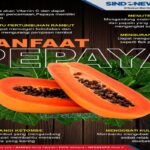 Manfaat Tanaman Pepaya