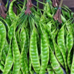 Manfaat Tanaman Petai