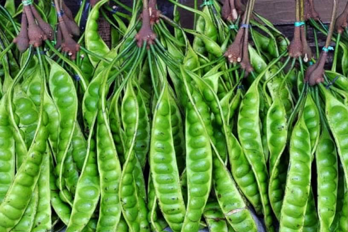 Manfaat Tanaman Petai