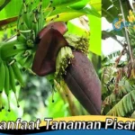 Manfaat Tanaman Pisang