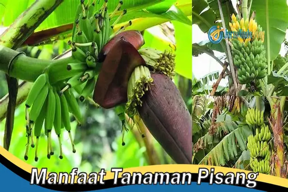 Manfaat Tanaman Pisang