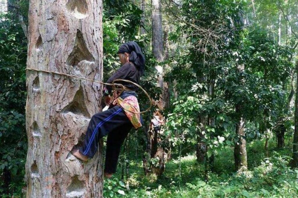 Manfaat Tanaman Pohon Damar