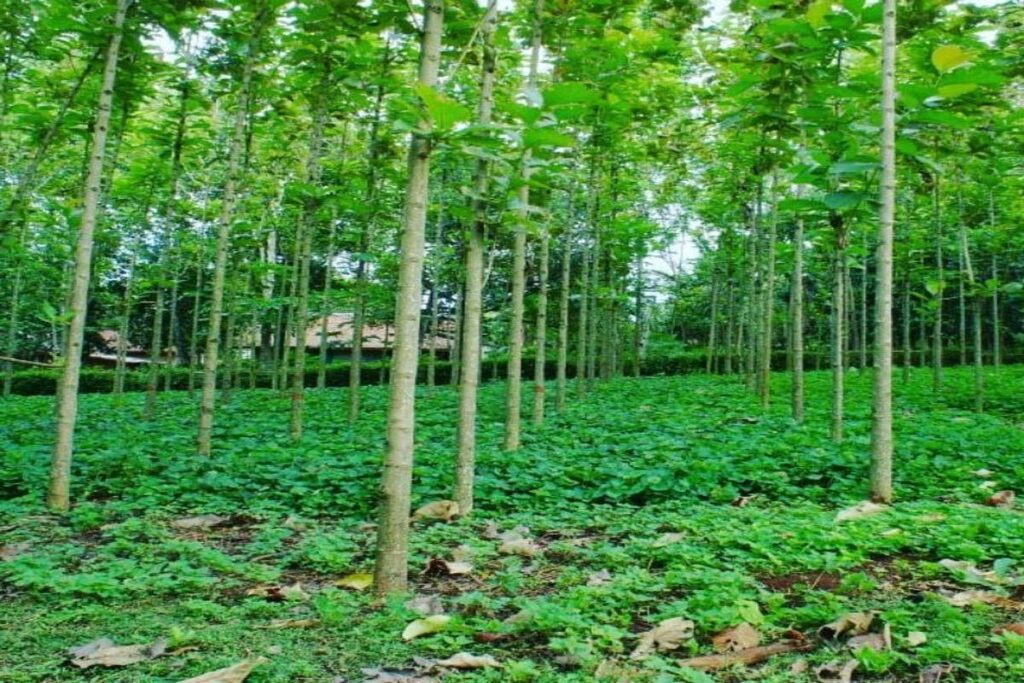 Manfaat Tanaman Pohon Jati