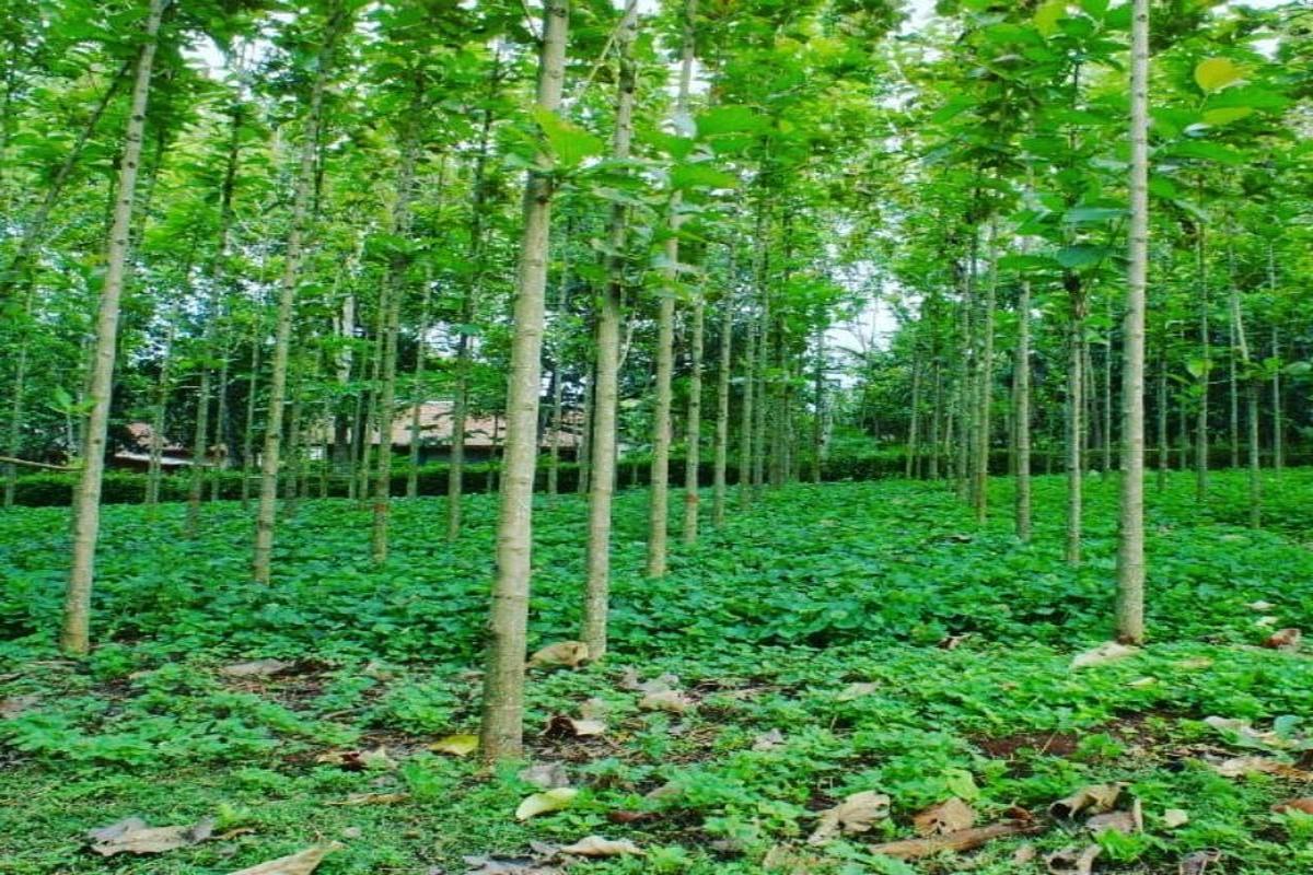 Manfaat Tanaman Pohon Jati