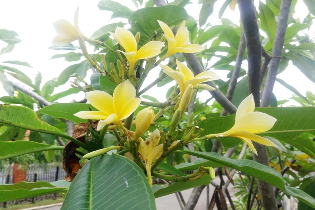 Manfaat Tanaman Pohon Kamboja