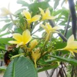 Manfaat Tanaman Pohon Kamboja