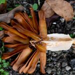 Manfaat Tanaman Pohon Mahoni