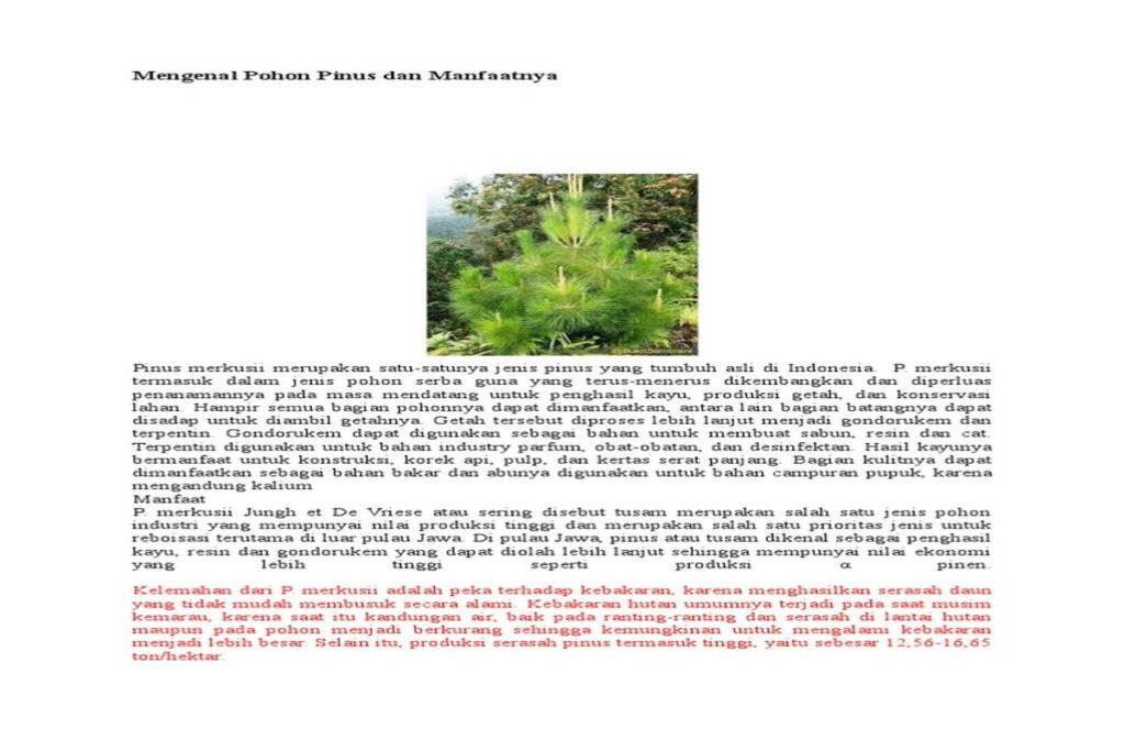 Manfaat Tanaman Pohon Pinus
