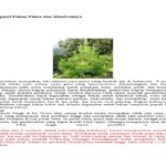 Manfaat Tanaman Pohon Pinus