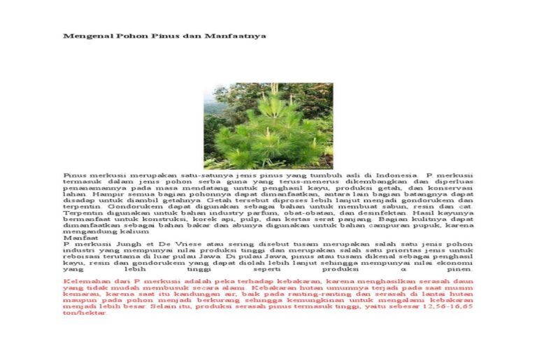 Manfaat Tanaman Pohon Pinus
