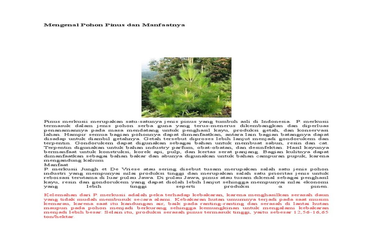 Manfaat Tanaman Pohon Pinus