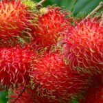 Manfaat Tanaman Pohon Rambutan