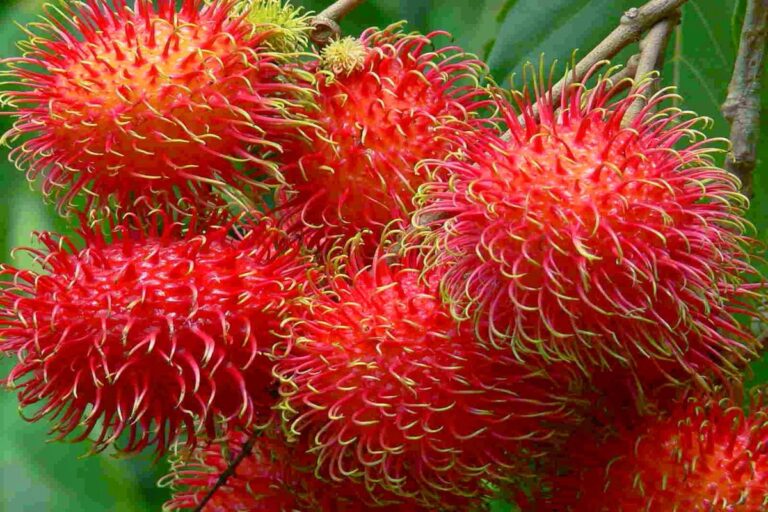 Manfaat Tanaman Pohon Rambutan