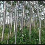 Manfaat Tanaman Pohon Sengon