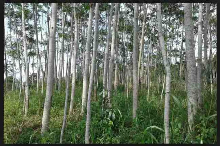 Manfaat Tanaman Pohon Sengon