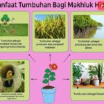 Manfaat Tanaman Quark
