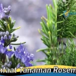 Manfaat Tanaman Rosemary