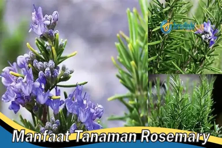 Manfaat Tanaman Rosemary