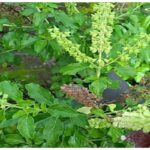 Manfaat Tanaman Ruku Ruku