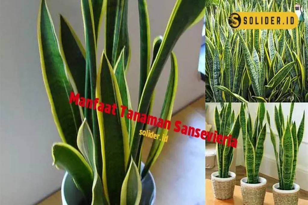 Manfaat Tanaman Sansevieria