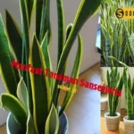 Manfaat Tanaman Sansevieria