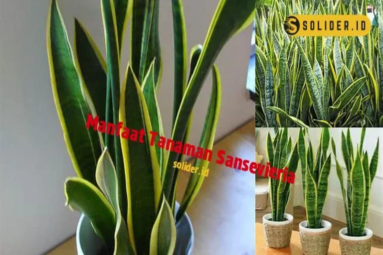Manfaat Tanaman Sansevieria
