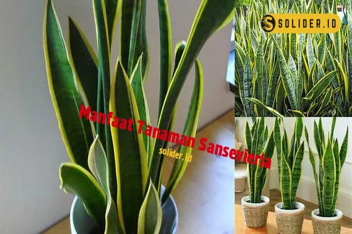 Manfaat Tanaman Sansevieria