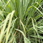 Manfaat Tanaman Serai