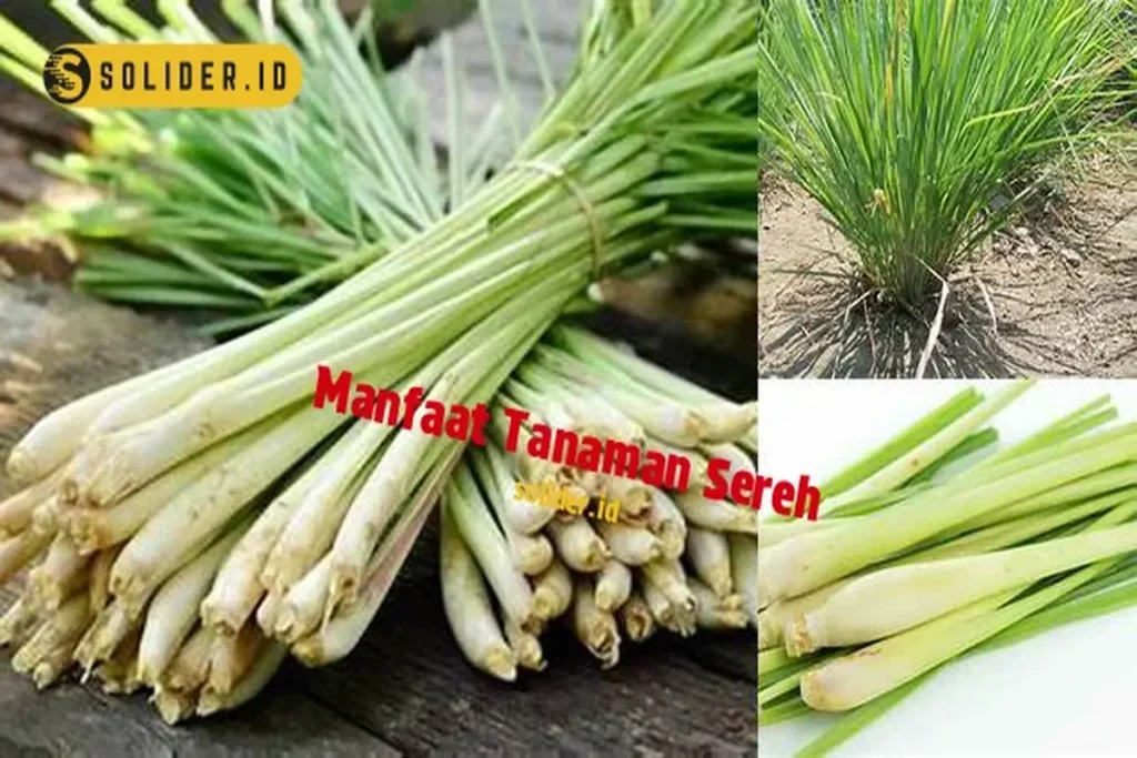 Manfaat Tanaman Sereh