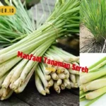 Manfaat Tanaman Sereh