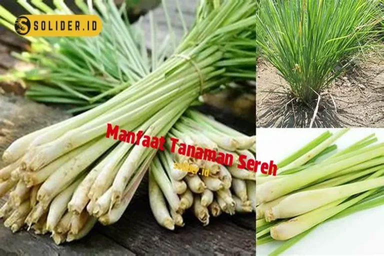 Manfaat Tanaman Sereh
