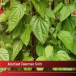 Manfaat Tanaman Sirih
