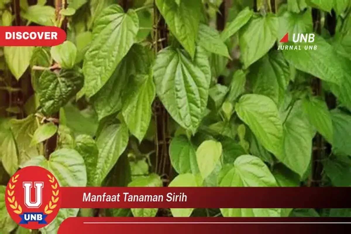 Manfaat Tanaman Sirih