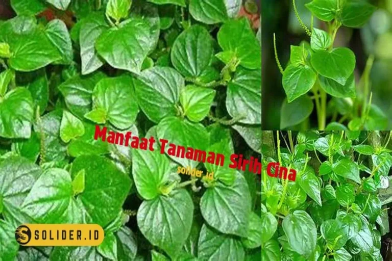 Manfaat Tanaman Sirih Cina