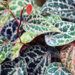 Manfaat Tanaman Sirih Merah