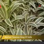 Manfaat Tanaman Song Of India