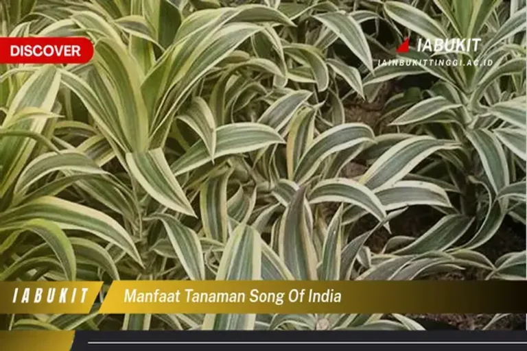 Manfaat Tanaman Song Of India