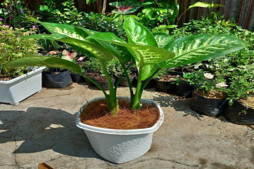 Manfaat Tanaman Sri Rejeki