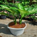 Manfaat Tanaman Sri Rejeki