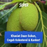 Manfaat Tanaman Sukun
