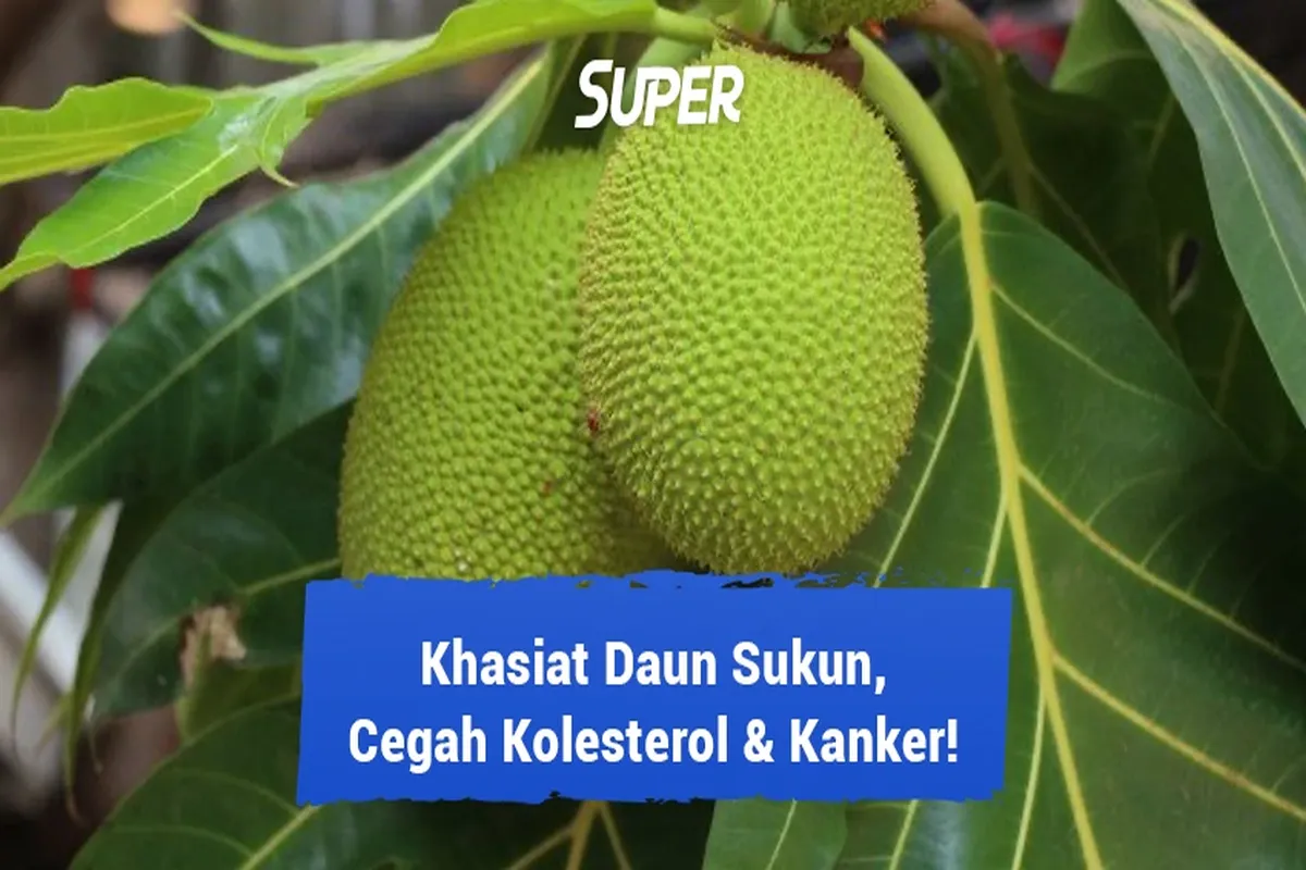 Manfaat Tanaman Sukun