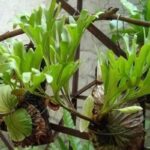 Manfaat Tanaman Tanduk Rusa